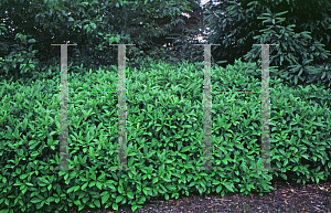 Picture of Skimmia x confusa 'Kew Green'