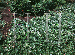 Picture of Salix yezoalpina 