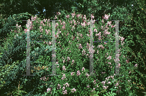 Picture of Syringa meyeri 'Palibin'