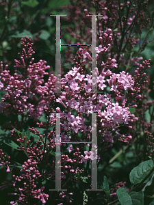 Picture of Syringa josikaea 'Royalty'