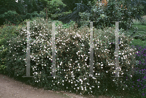 Picture of Potentilla fruticosa 'Abbottswood'