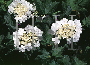 Picture of Viburnum opulus 'Nanum'