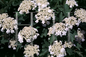 Picture of Viburnum opulus 'Compactum'