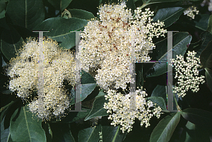 Picture of Viburnum cassinoides 