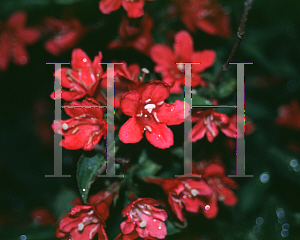 Picture of Weigela florida 'Nain Rouge'