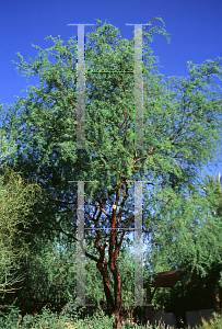 Picture of Acacia farnesiana 