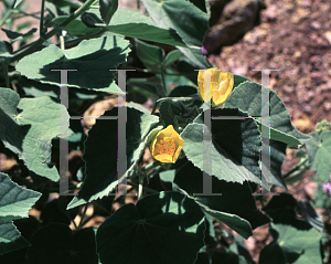 Picture of Abutilon palmeri 