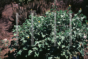 Picture of Abutilon palmeri 