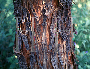 Picture of Acacia farnesiana 