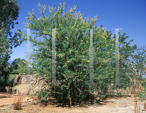 Picture of Acacia karroo '~Species'
