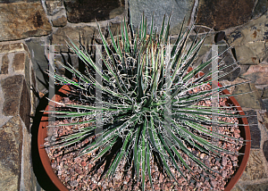 Picture of Agave multifilifera '~Species'