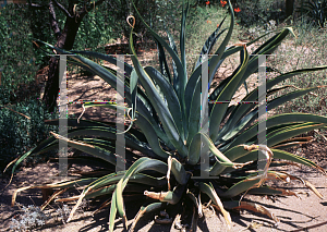 Picture of Agave vilmoriniana 