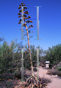 Picture of Agave aurea 