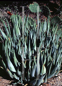 Picture of Agave cerulata var. dentiens '~Species'