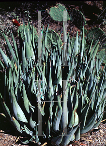 Picture of Agave cerulata var. dentiens 