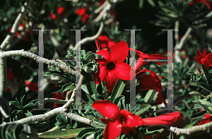 Picture of Adenium obesum 'Crimson Star'