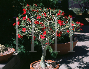 Picture of Adenium obesum 'Crimson Star'