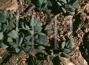 Picture of Adromischus triflorus 