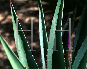 Picture of Agave aurea 