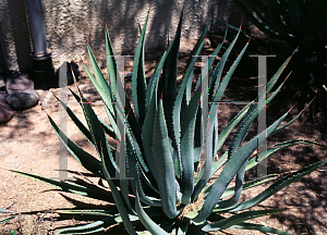 Picture of Agave aurea 