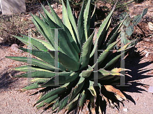 Picture of Agave auellanidens 