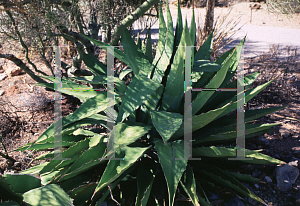 Picture of Agave bovicornuta 