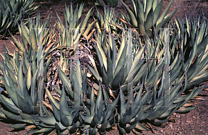 Picture of Agave cerulata '~Species'
