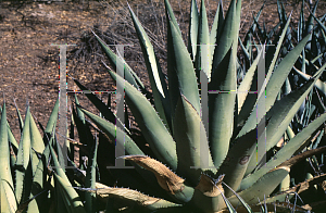 Picture of Agave cerulata '~Species'