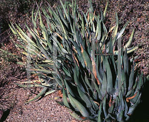 Picture of Agave cerulata var. cerulata '~Species'