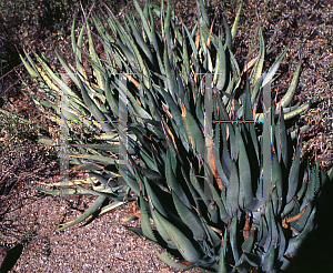 Picture of Agave cerulata var. cerulata 