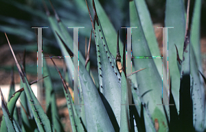 Picture of Agave cerulata var. dentiens 