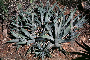 Picture of Agave cerulata var. subcerulata 