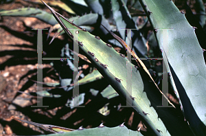 Picture of Agave cerulata var. subcerulata '~Species'