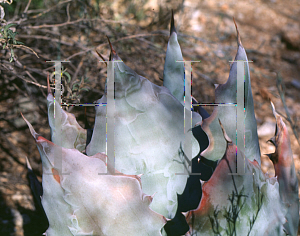 Picture of Agave colorata 