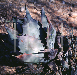 Picture of Agave colorata 