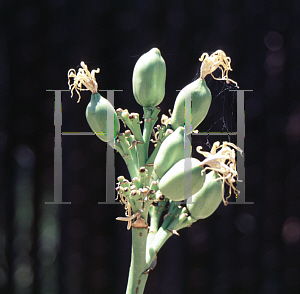 Picture of Agave deserti var. deserti 