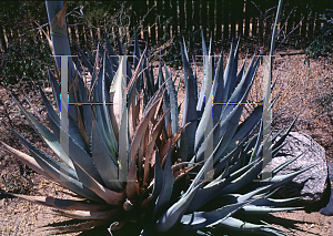 Picture of Agave deserti var. deserti 