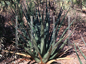 Picture of Agave deserti var. pringlei 