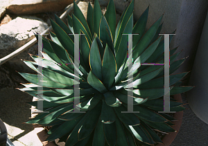 Picture of Agave  'Edward Hummel'