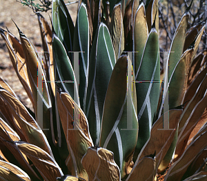 Picture of Agave victoriae-reginae 