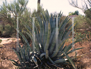 Picture of Agave franzosinii '~Species'