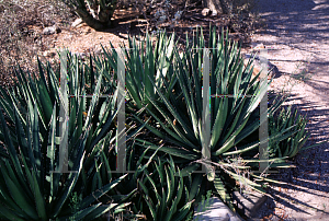 Picture of Agave funkiana 