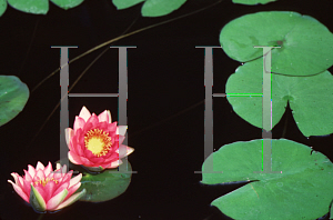 Picture of Nymphaea  'Gloriosa'