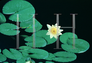 Picture of Nymphaea  'Comanche'