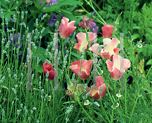 Picture of Eschscholzia californica 'Ballerina'