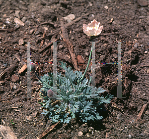 Picture of Papaver alboroseum 