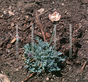 Picture of Papaver alboroseum 