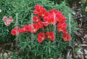 Picture of Clarkia amoena 'Dwarf Mix Improved'