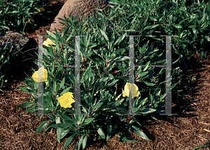 Picture of Oenothera macrocarpa 