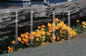 Picture of Eschscholzia californica 